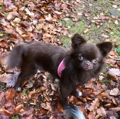 Étalon Chihuahua - Antoinette rose petalskin De Bloomsbury House