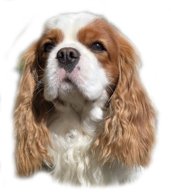 Étalon Cavalier King Charles Spaniel - Vidocq Du Mas De Dixie