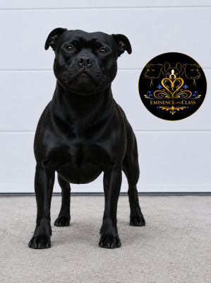 Étalon Staffordshire Bull Terrier - Eminence and Class Uk ultimate temptation