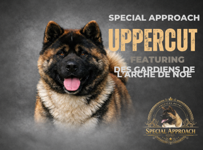 Étalon Akita americain - Special Approach Uppercut dgdlarchedenoé