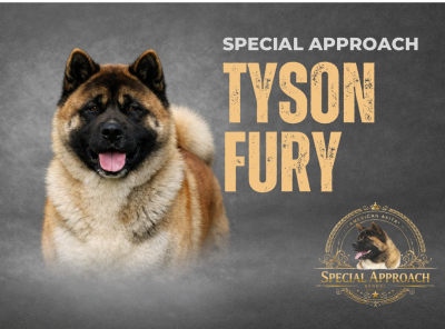 Étalon Akita americain - Special Approach Tyson fury