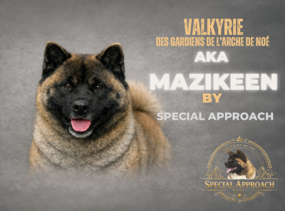 Étalon Akita americain - Valkyrie aka maizikeen Des Gardiens De L'arche De Noé