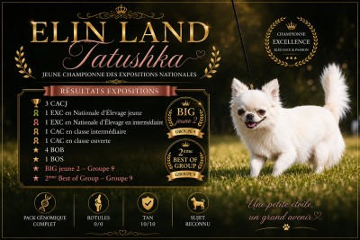Étalon Chihuahua - CH. elin land Tatushka