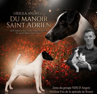 Étalon Fox Terrier Poil lisse - URSULA ANDRESS du Manoir Saint Adrien