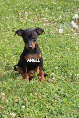 Étalon Pinscher nain - Angel Killer Angel-amaru ( Confirmé )