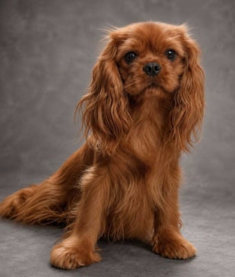 Étalon Cavalier King Charles Spaniel - Diamondskane Veine de vénus