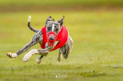 Étalon Whippet - Vadee Du Chene Des Morinieres