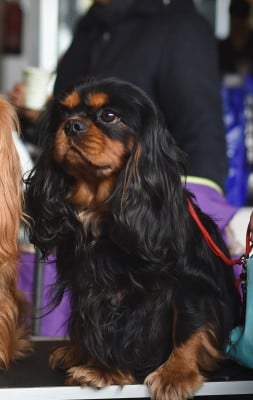 Étalon Cavalier King Charles Spaniel - Voltaire Des Marais De Bremes