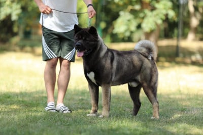 Étalon Akita americain - Rampage Spirit Vein of venus