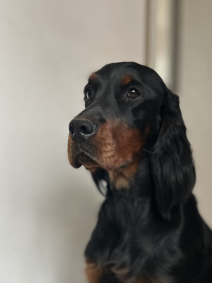 Étalon Setter Gordon - Vaïa Du Domaine Du Mardyck