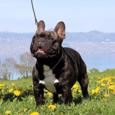 Étalon Bouledogue français - JCH U2 sunday bloody sunday Des Perles De Culture D'Akoya