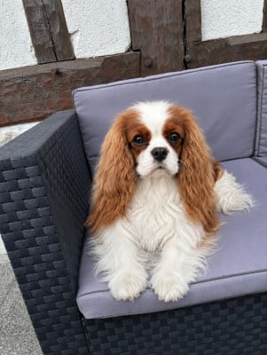 Étalon Cavalier King Charles Spaniel - Un zeste de citron du domaine de machrisor