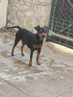Étalon Pinscher nain - Angel Killer Andy