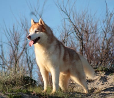 Étalon Siberian Husky - Arkouna Dream's Thor