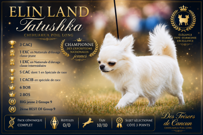 Étalon Chihuahua - CH. elin land Tatushka