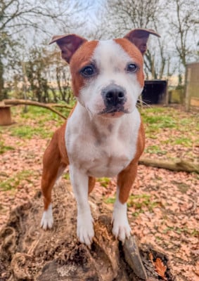 Étalon Staffordshire Bull Terrier - V'bubble Des Disciples De Goliath