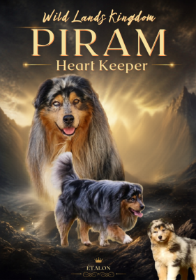 Étalon Berger Australien - Wild Lands Kingdom Piram heart keeper}