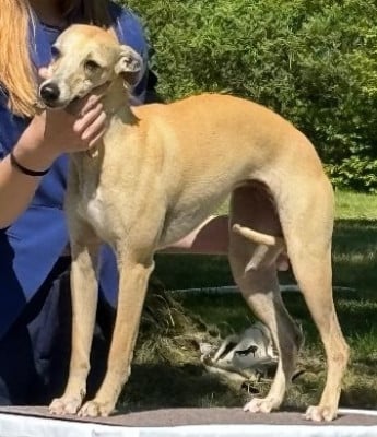 Étalon Whippet - Uschka Du domaine belle rose