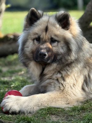 Étalon Eurasier - Tu pum pum de la rivière des Aulnes