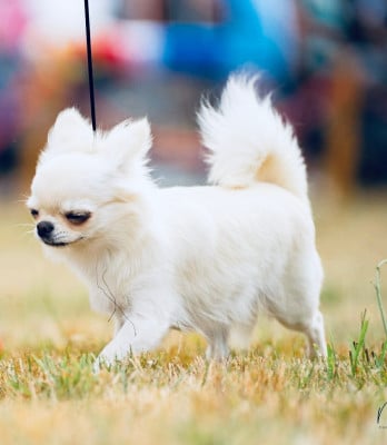 Étalon Chihuahua - CH. elin land Tatushka