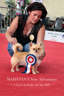 Étalon Chihuahua - CH. maffitan's New adventures
