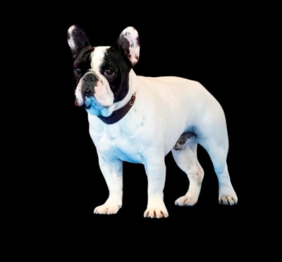 Étalon Bouledogue français - Vasco le val de capsil