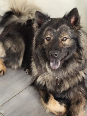 Étalon Eurasier - Astral Nova Du Val De La Fenouillere