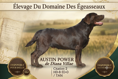 Étalon Labrador Retriever - Austin power de diana villae