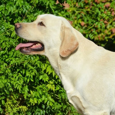 Étalon Labrador Retriever - Vyck (Sans Affixe)