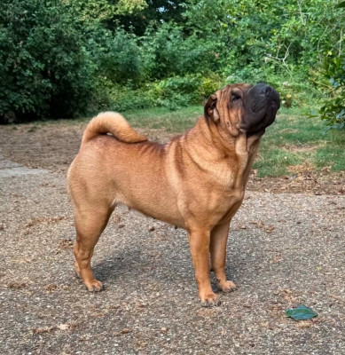 Étalon Shar Pei - Unstoppable today des Ming Way