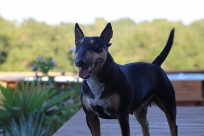 Étalon Bull Terrier Miniature - Taycone du Paradis Des Mini Bulls