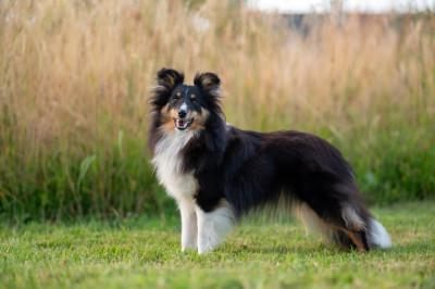 Étalon Shetland Sheepdog - Atea terava black Des Legendes De Stagadon