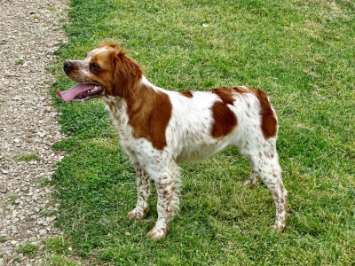 Étalon Epagneul Breton - Vanda Des Coteaux De Pauthe