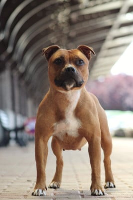 Étalon Staffordshire Bull Terrier - Utopia dit kiara Select Of Dream