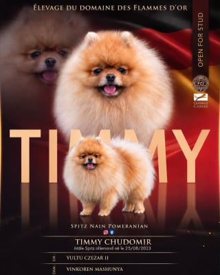Étalon Spitz allemand - Timmy  chudomir}