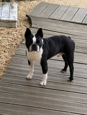Étalon Boston Terrier - Chan Chue Prince georges