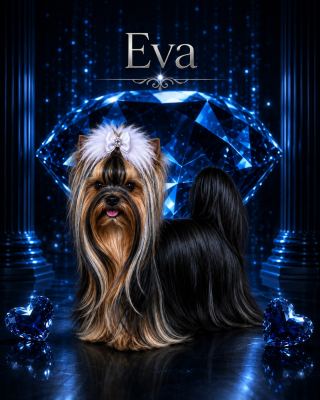 Étalon Yorkshire Terrier - magnus fortuna Evangeline
