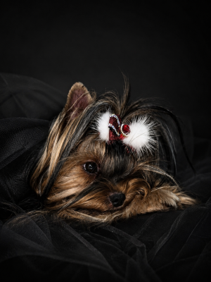 Étalon Yorkshire Terrier - magnus fortuna Olivia