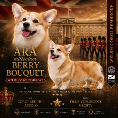Étalon Welsh Corgi Pembroke - Berry bouguet ara millenium
