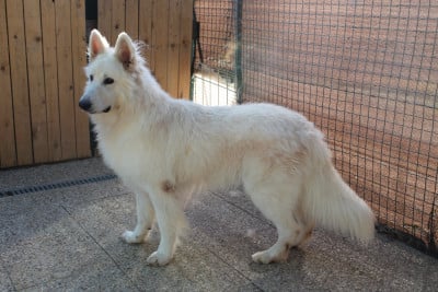 Étalon Berger Blanc Suisse - Thor du plateau ardennais