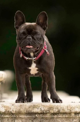 Étalon Bouledogue français - Umie Domaine de Floyd et Louna