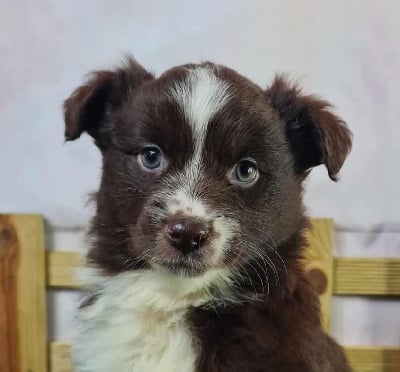 Étalon Berger Américain Miniature - Usa du mont de la chenaie