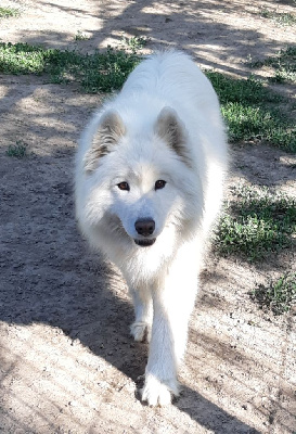 Étalon Samoyède - Terrible tchikita D'Obreika