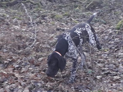 Étalon Braque allemand à poil court - Orbane du domaine du douillet