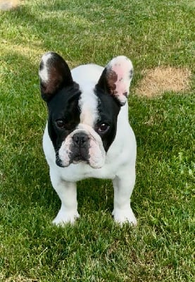 Étalon Bouledogue français - Vasco le val de capsil