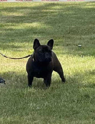 Étalon Bouledogue français - Vicomtesse karadoc des sables de sarry