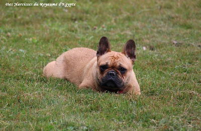 Étalon Bouledogue français - Une histoire d'amour (Sans Affixe)