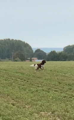 Étalon Petit Epagneul de Münster - Du champ lien R'mione