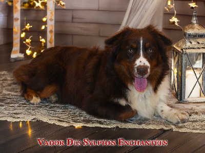 Étalon Berger Américain Miniature - Vador des sylphes enchantées