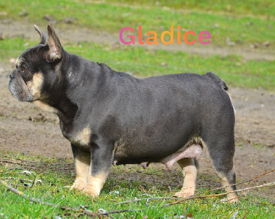 Étalon Bouledogue français - Gladice (Sans Affixe)